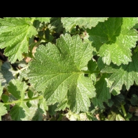 Geum Urbanum (var. Strictum) (fam. Rosacees) (Nouvelle-Zelande) (7)